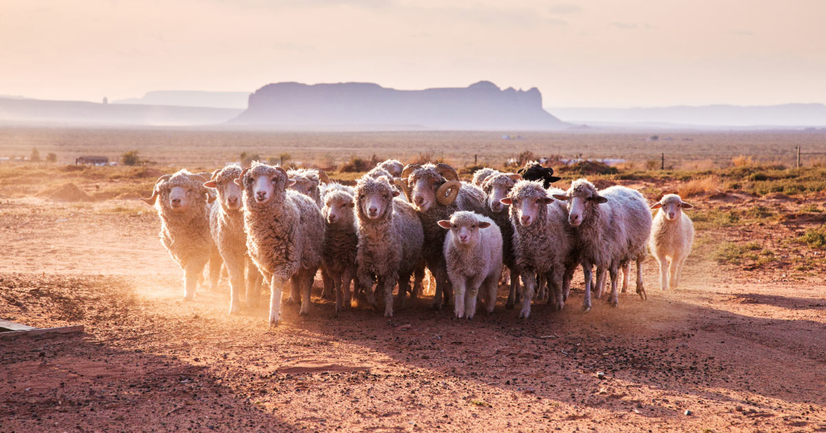 Heard of sheep on farm on Navajo Nation